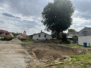25 Meter hoch Rotbuche auf einem Baugrundstück